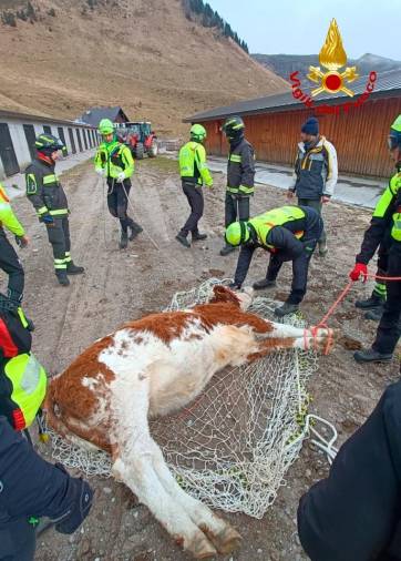 Krave so žive in zdrave prepeljali v hlev (GASILCI)