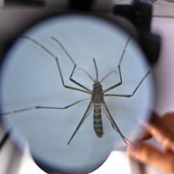 Tigrasti komar pod povečevalnim steklom (ANSA)