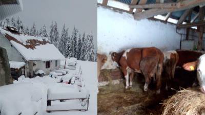 Krave in osli so ob močnem sneženju in nizkih temperaturah zbežali z Višarske planine (IL FRIULI)