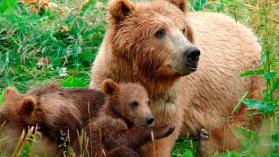 Medvedka z mladiči, fotografija je simbolična (ARHIV)
