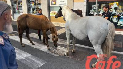 Konji v centru Opčin (TRIESTE CAFE)
