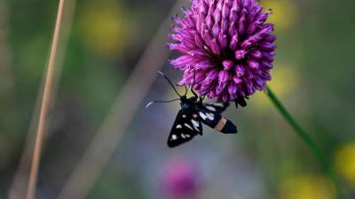 Divji luk, Allium scorodoprasum