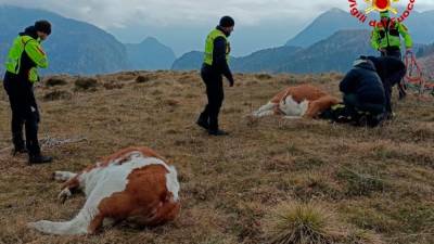 Kravi je napadel medved in sta se v šoku zatekli v gore, kjer bi podlegli nizkim temperaturam (GASILCI)