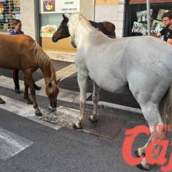 Konji v centru Opčin (TRIESTE CAFE)