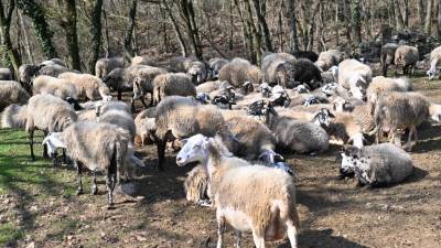 Istrsko-kraške ovce na kmetiji Antonič v Cerovljah (FOTODAMJ@N)