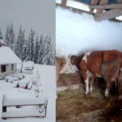 Krave in osli so ob močnem sneženju in nizkih temperaturah zbežali z Višarske planine (IL FRIULI)