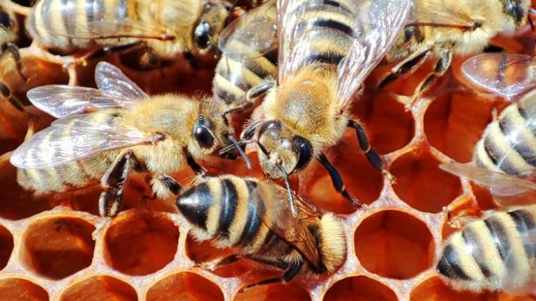 Ob svetovnem dnevu čebel odpirajo prvo čezmejno čebeljo pot