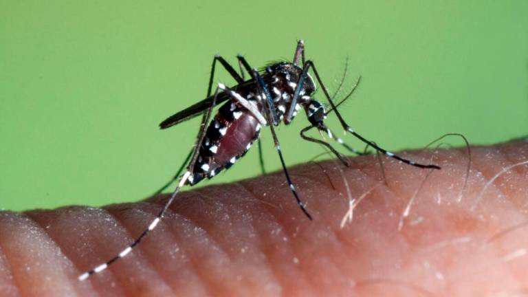 »Okužbe z dengo pri nas le uvožene«