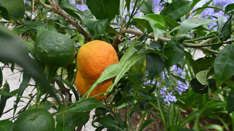 Miramarske pomaranče dobile nov zimski dom