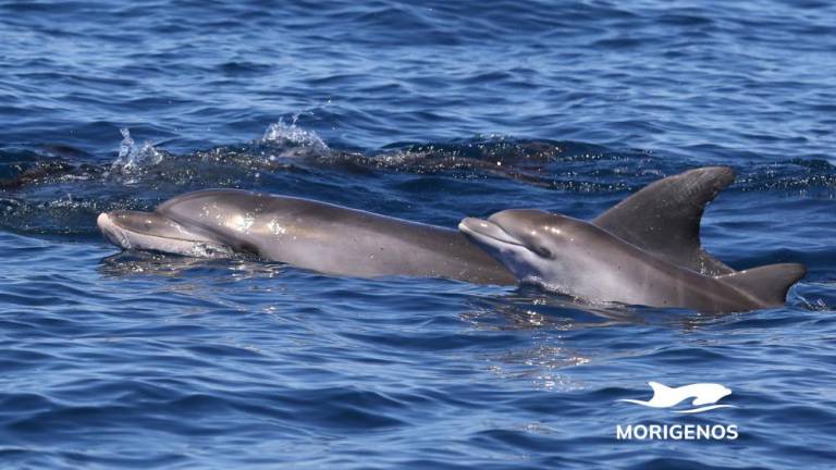 Baby boom mladih delfinčkov