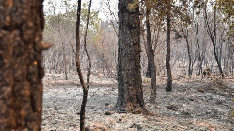 Na območju požara med Trsteljem in Kačnikom na delu tudi gozdarji