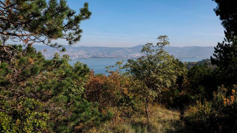 Nadvojvodov gozdič na Punti naj postane občinski park