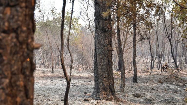 Primorske občine same razglasile veliko požarno ogroženost