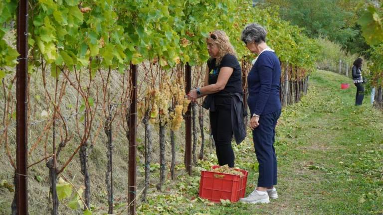 Slepi in slabovidni obirali zlato rebulo