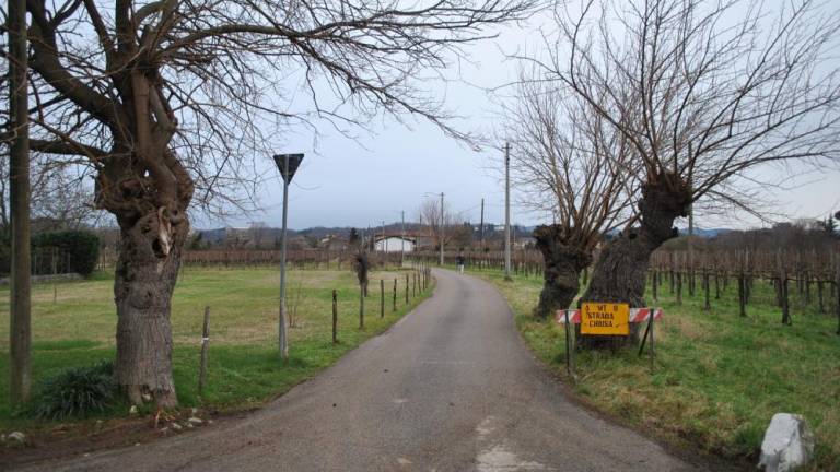 Zahtevajo pripravo načrta za zaščito mestnega zelenja