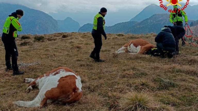 Rešili kravi, ki sta bežali pred medvedom