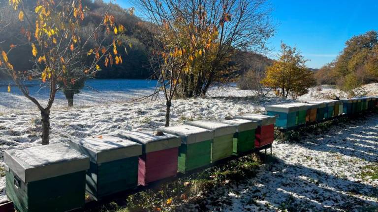 Minula noč še hladnejša od včerajšnje, tudi ponekod na Tržaškem danes idila