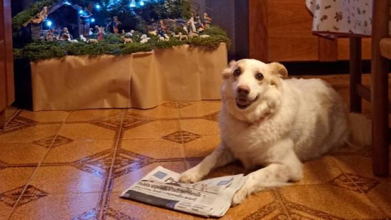 Ni lepšega pod drevcem kot naša Lučka s Primorskim (<i>Nevica Milič</i>)