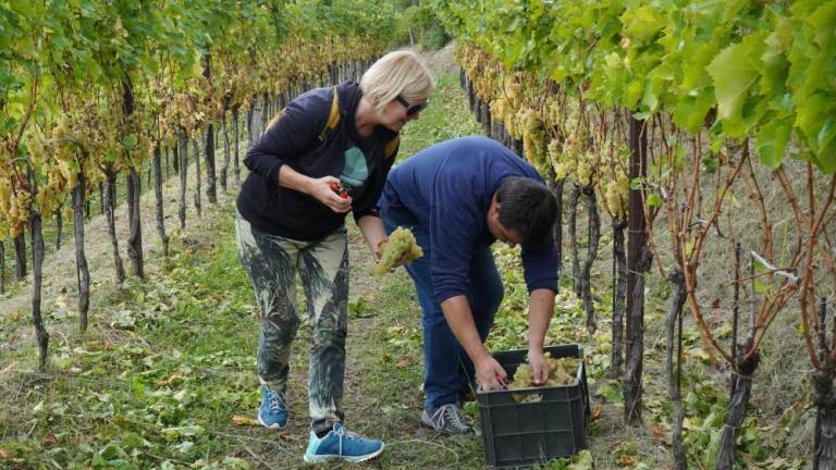 Slepi in slabovidni obirali zlato rebulo