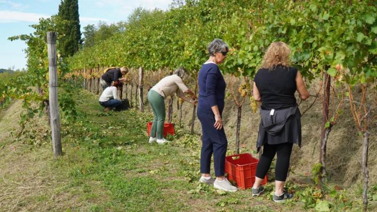 Slepi in slabovidni obirali zlato rebulo