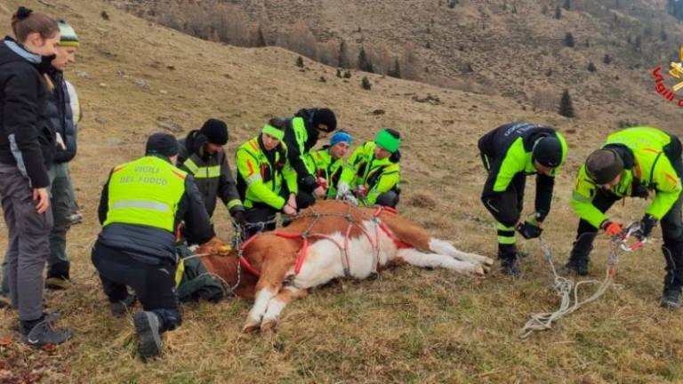 Rešili kravi, ki sta bežali pred medvedom